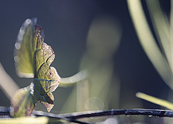 fotoforum Impulse 2017: Haiku fotografieren