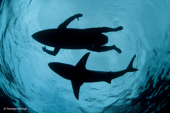 Thomas Peschak, The shark surfer