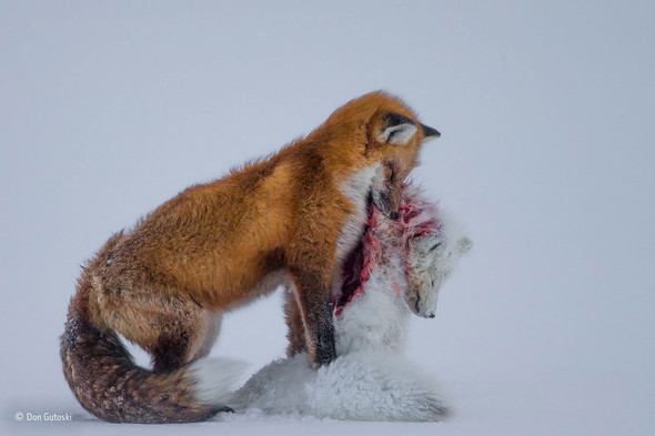 Tale of two foxes © Don Gutoski