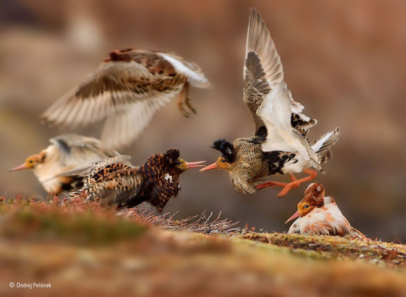 Fighting ruffs © Ondrej Pelánek